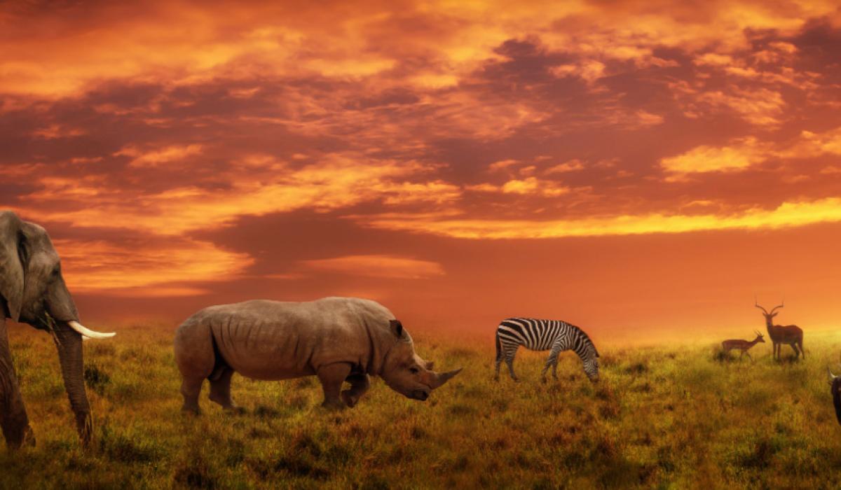 Toddler Physical Activity Videos Toddler Physical Activity Videos